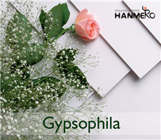 Gypsophila